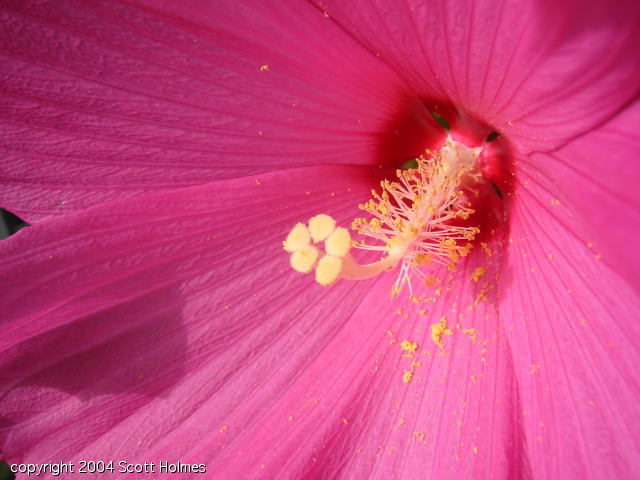 bloom 022.jpg