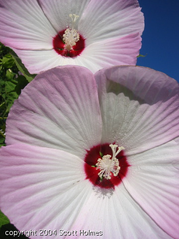 pretty4 034.jpg