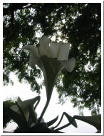 GardJun 047.jpg